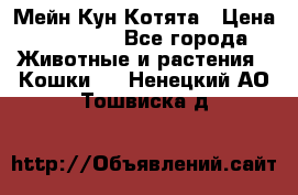 Мейн Кун Котята › Цена ­ 15 000 - Все города Животные и растения » Кошки   . Ненецкий АО,Тошвиска д.